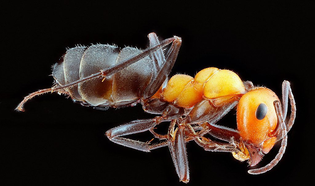 Ant Control service in Baytown, TX