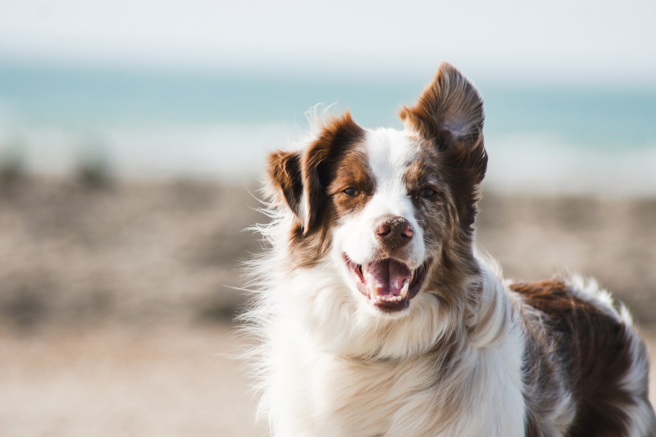 Flea & Tick Control service in Baytown, TX