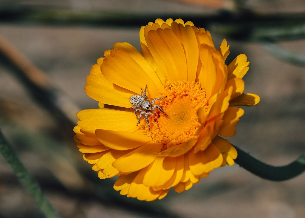 Spider Control service in Baytown, TX